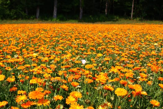 The picture shows a field of marigold.