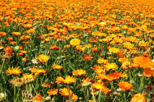 The picture shows a field of marigold.