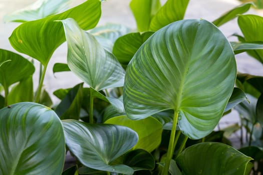 Close Up green leaf under sunlight in the garden. Natural background with copy space.