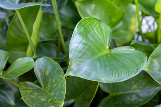 Close Up green leaf under sunlight in the garden. Natural background with copy space.