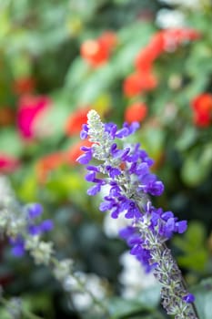 The background image of the colorful flowers, background nature