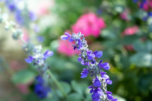 The background image of the colorful flowers, background nature