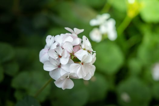 The background image of the colorful flowers, background nature