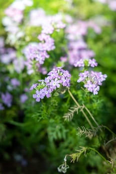 The background image of the colorful flowers, background nature