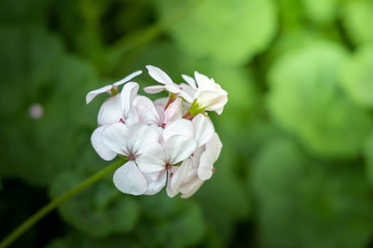 The background image of the colorful flowers, background nature