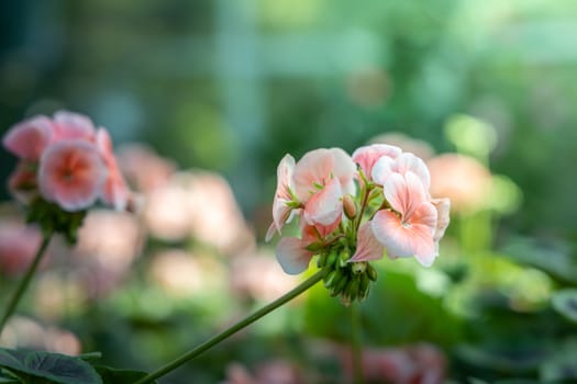 The background image of the colorful flowers, background nature