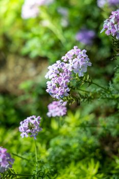 The background image of the colorful flowers, background nature