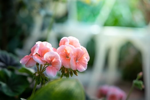 The background image of the colorful flowers, background nature