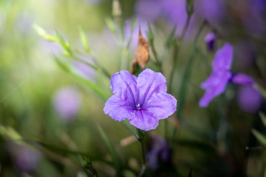 The background image of the colorful flowers, background nature