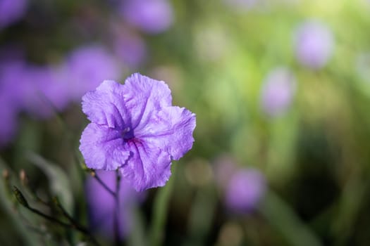 The background image of the colorful flowers, background nature