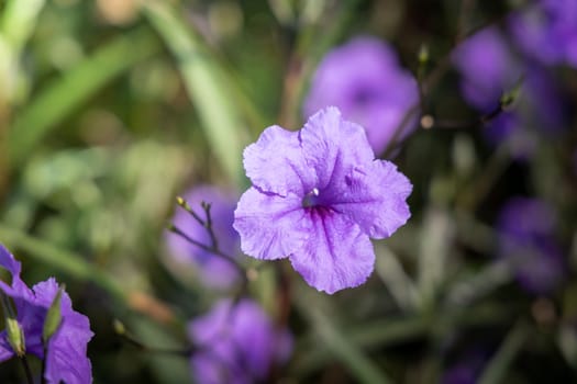 The background image of the colorful flowers, background nature