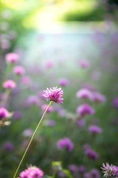 The background image of the colorful flowers, background nature