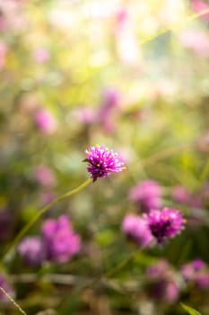 The background image of the colorful flowers, background nature