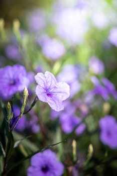 The background image of the colorful flowers, background nature