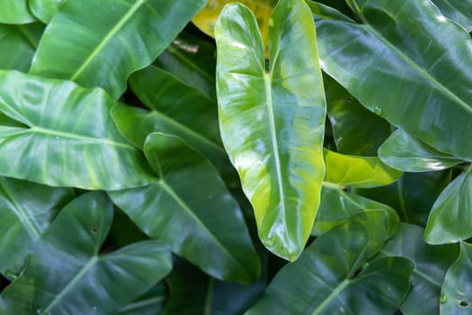 Close Up green leaf under sunlight in the garden. Natural background with copy space.