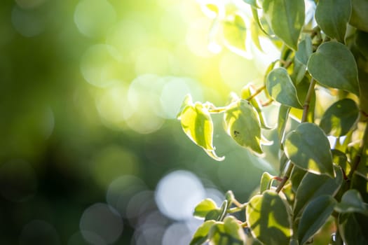 Close Up green leaf under sunlight in the garden. Natural background with copy space.