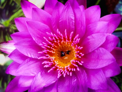 Closeup Pink lotus in the pool