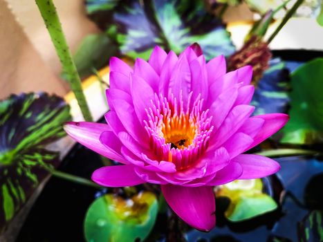 Closeup Pink lotus in the pool