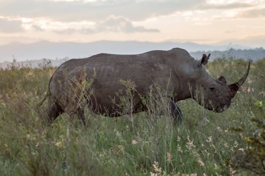 A rhinoceros in the savannah of Nairobi park in central Kenya