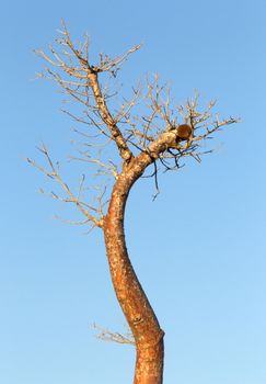 Baobab tree fruit growing in Africa, Madagascar