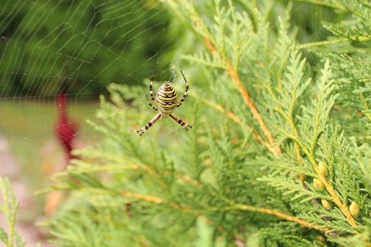 The picture shows a wasp spider in the garden.