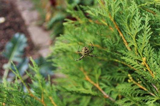 The picture shows a wasp spider in the garden.