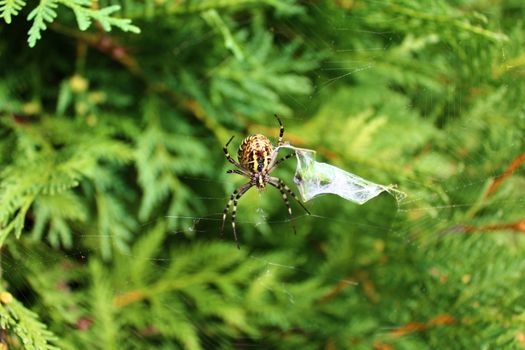 The picture shows a wasp spider in the garden.