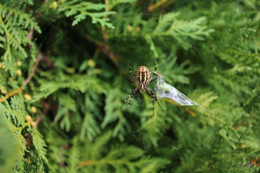 The picture shows a wasp spider in the garden.