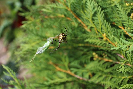 The picture shows a wasp spider in the garden.