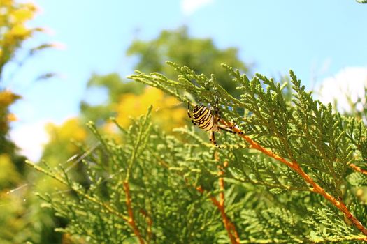 The picture shows a wasp spider in the garden.