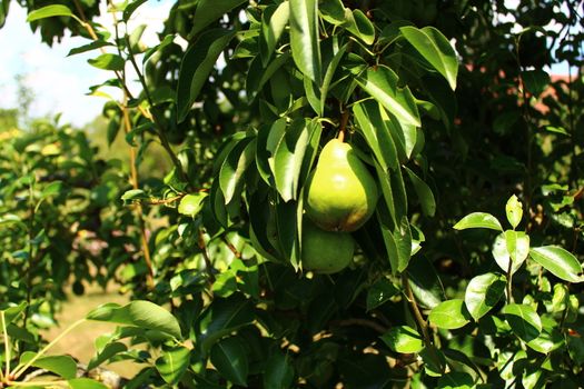 The picture shows ripe pears in the garden.