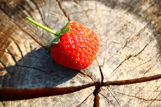 The picture shows a strawberry on a weathered tree trunk.