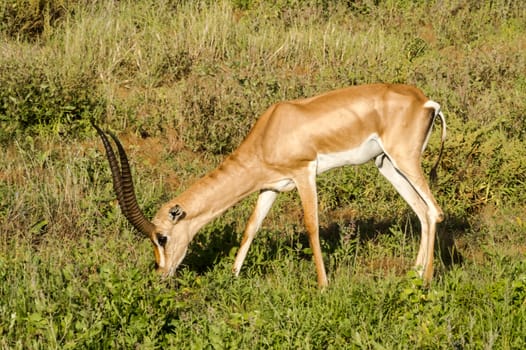 Young female antelope in the savannah of Samburu Park in central Kenya