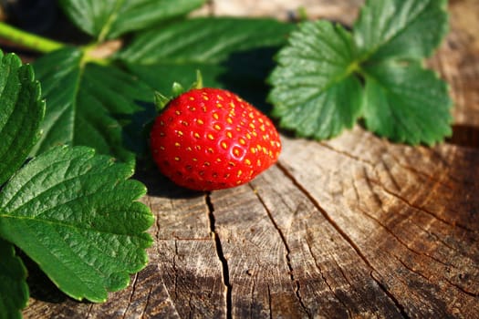 The picture shows a strawberry and strawberry leaves.