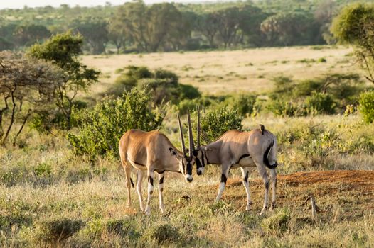 Oryx couple in the savannah of Samburu Park in central Kenya in Africa