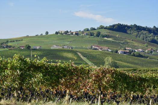 Panorama of Langhe vineyards, famous for Italian wine production in Piedmont.