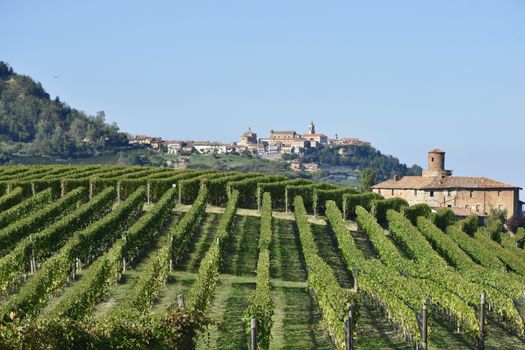 Langhe vineyards panorama, famous for Italian wine production in Piedmont