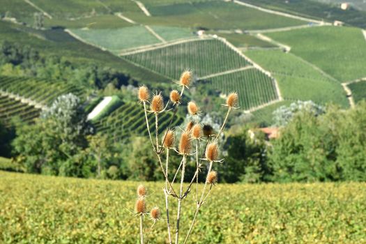 Langhe vineyards panorama, famous for Italian wine production in Piedmont.