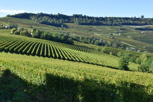 Langhe vineyards panorama, famous for Italian wine production in Piedmont.
