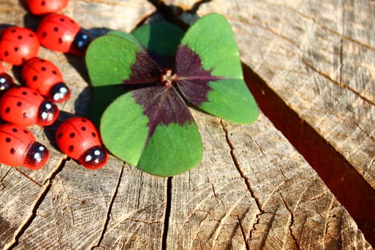 The picture shows ladybirds and a lucky clover on a tree trunk.