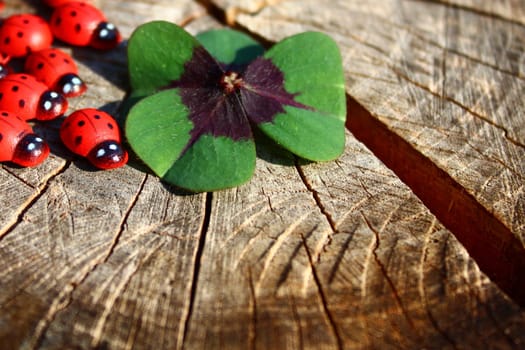 The picture shows ladybirds and a lucky clover on a tree trunk.