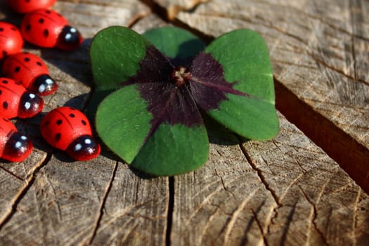 The picture shows ladybirds and a lucky clover on a tree trunk.