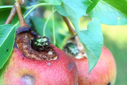 The picture shows a rose chafer on a pear.