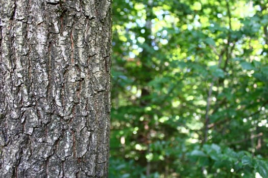 The picture shows a bark of a tree.