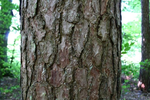 The picture shows a bark of a tree in the forest.