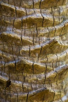 closeup texture of a palm tree trunk, tropical nature background, Details of exotic plant species