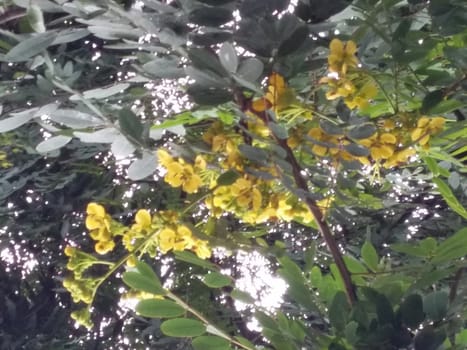 yellow blossoms with green leaves