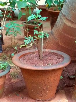 planted a new bush in the flower pot