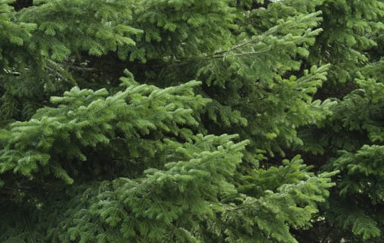 Spruce tree close-up. Christmas background.