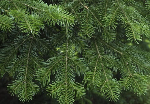 Green spruce branches as a textured background.